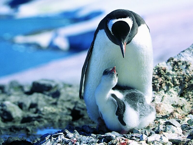 Penguin and Chick