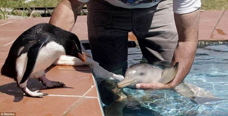 Penguin and Dolphin