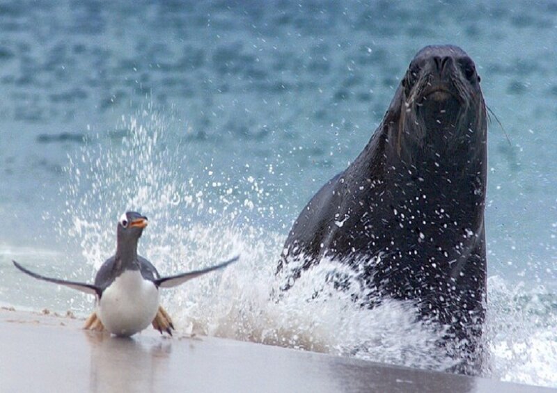 Penguin and Sea Lion