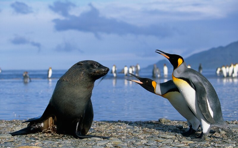 Penguin and seal on a beach