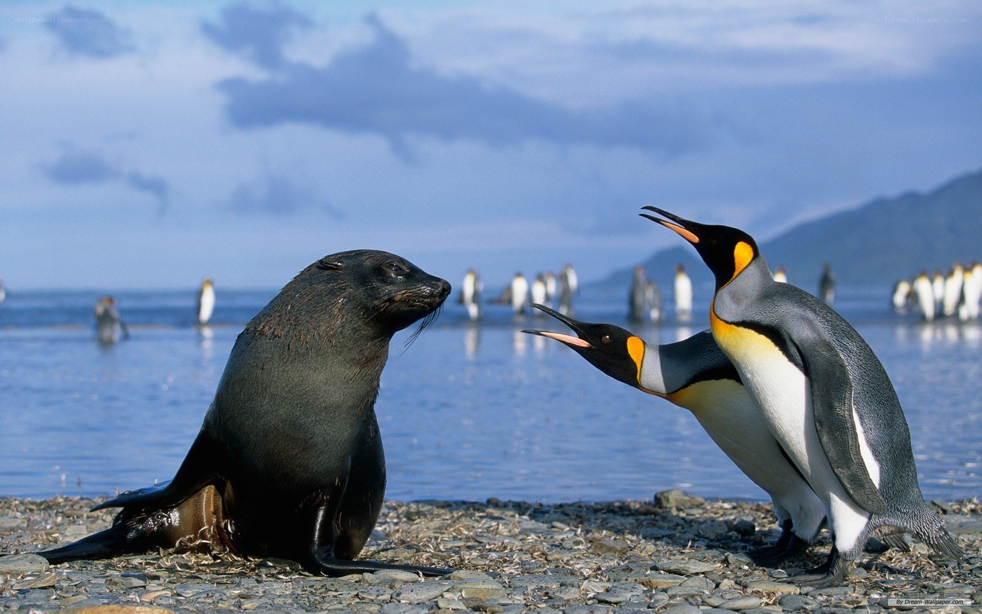 Penguin and seal on a beach