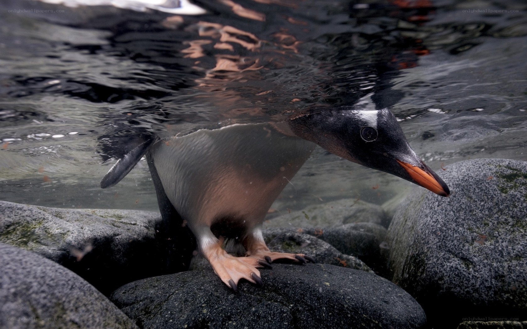 Penguin at the water's edge