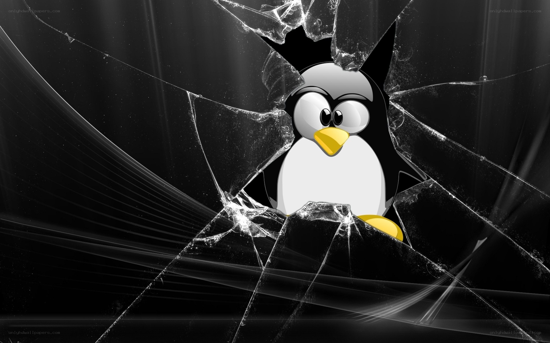 Penguin breaking through glass