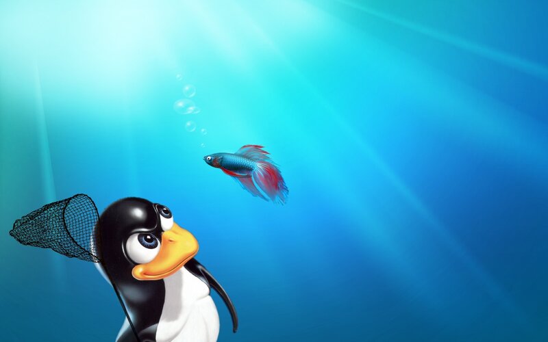penguin chasing fish underwater