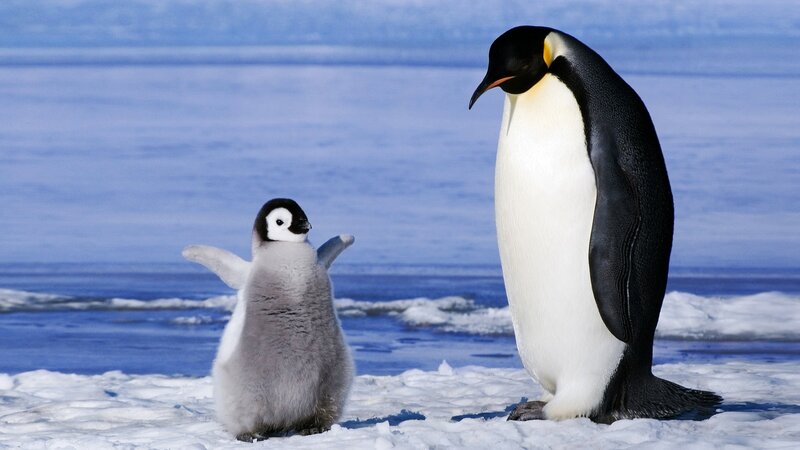 Penguin Chick and Adult — Blue