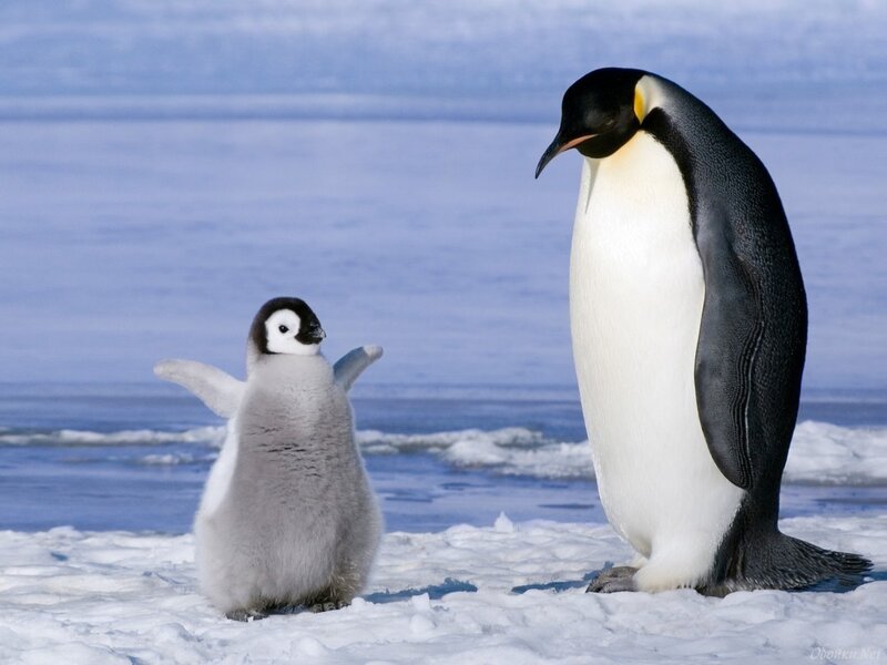 Penguin Chick and Adult
