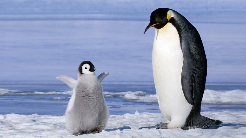 Penguin Chick and Adult — White