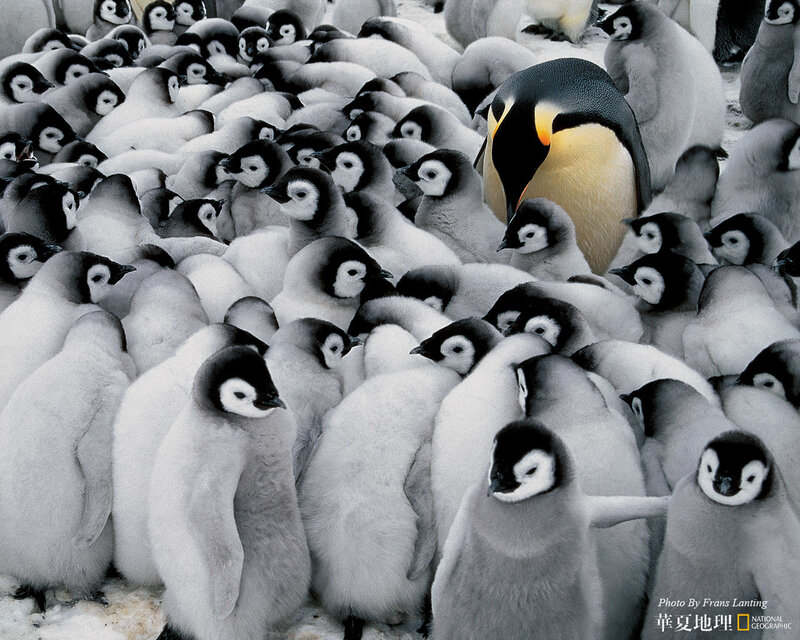 Penguin chick colony