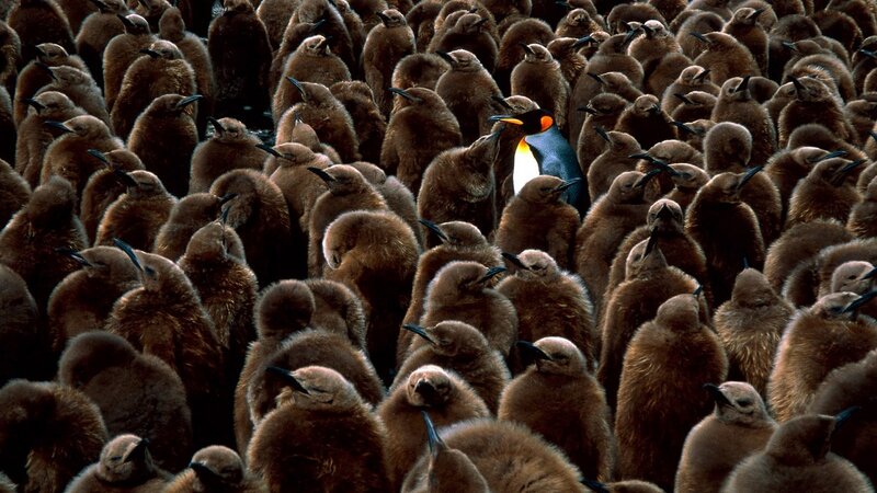 Penguin chick colony