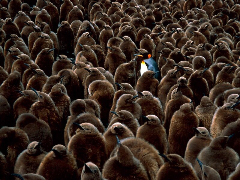 Penguin chick colony with adult
