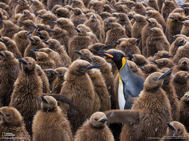 Penguin chick colony with adult