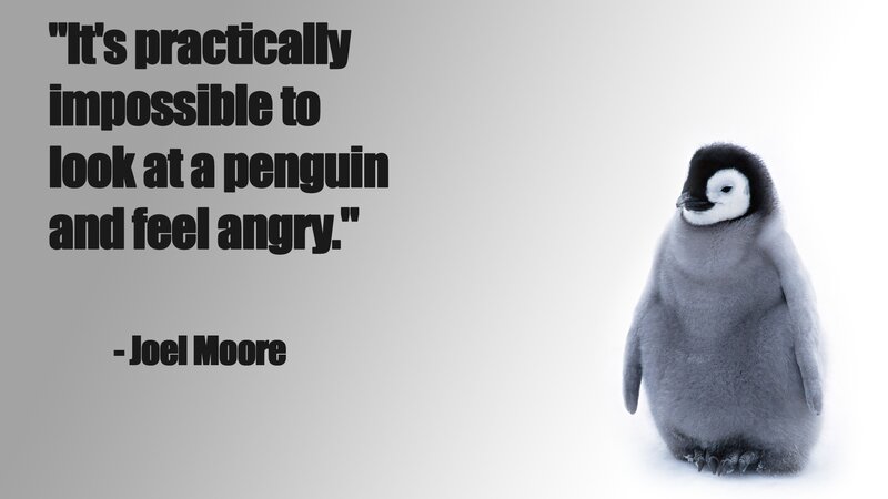 Penguin Chick — Gray