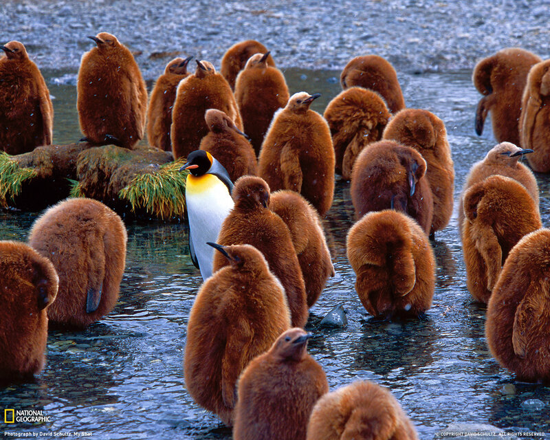 Penguin Chick Group