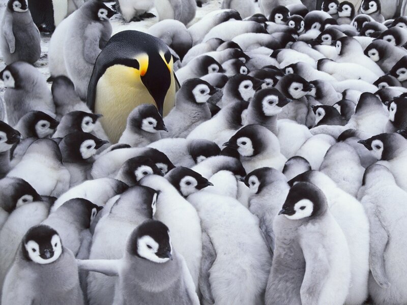 Penguin chick huddle