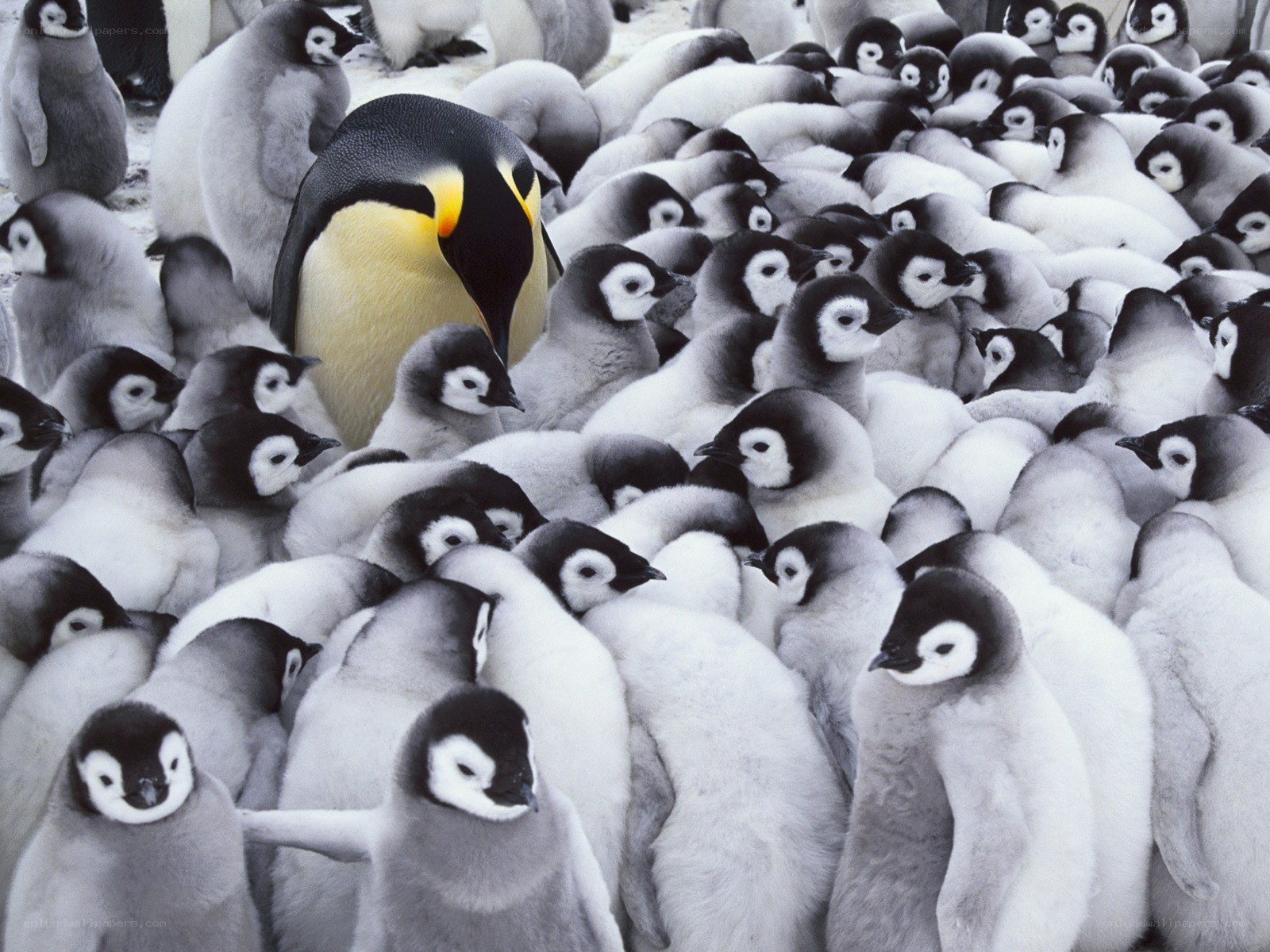 Penguin chick huddle