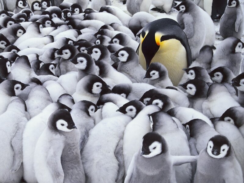 Penguin chick huddle