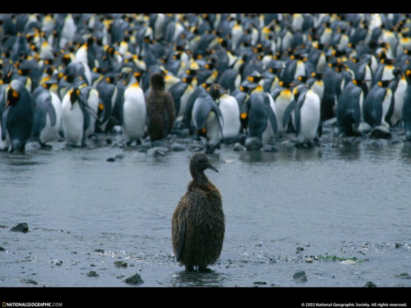 Penguin chick in a colony