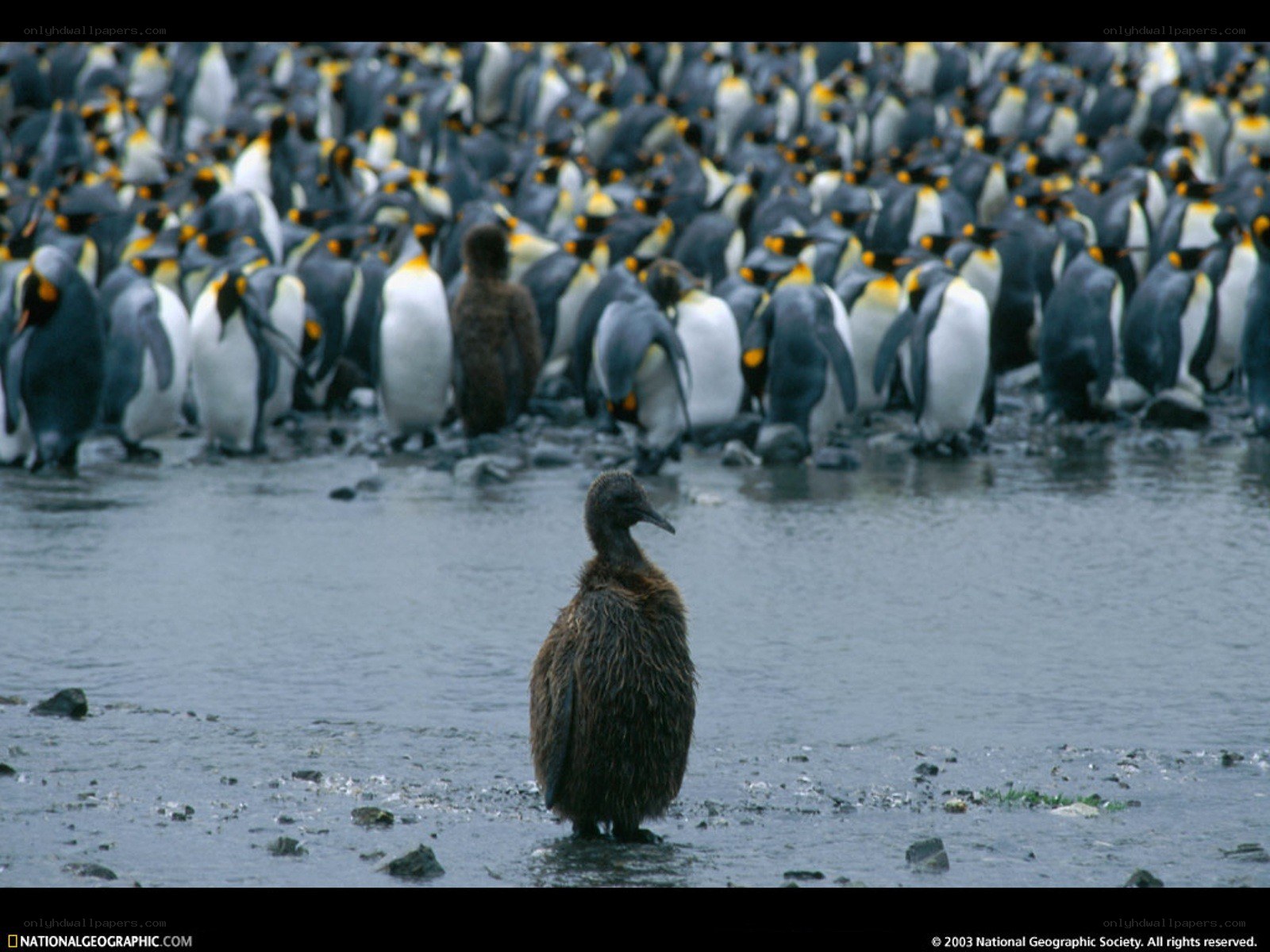 Penguin chick in a colony