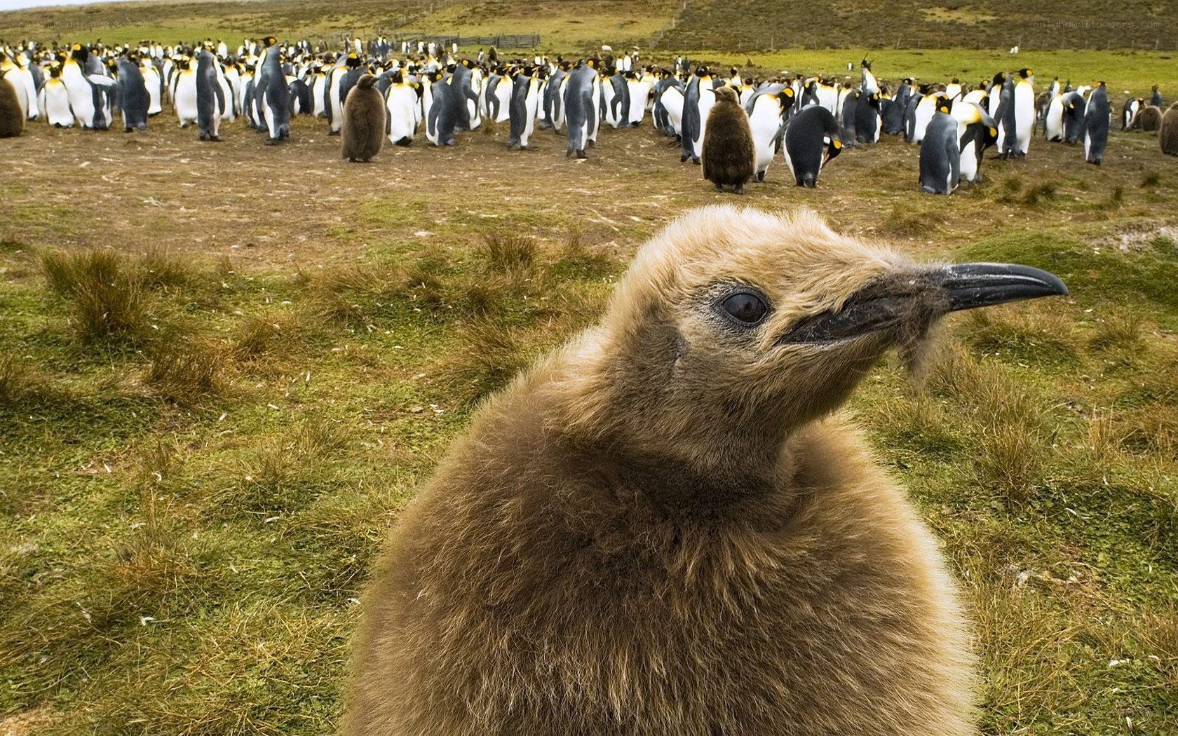Penguin chick in colony
