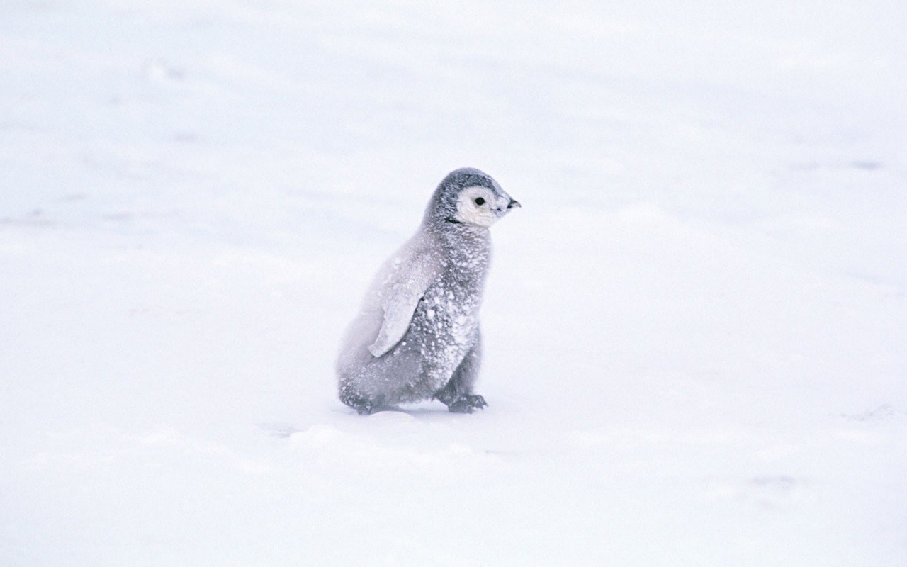 penguin chick in snow