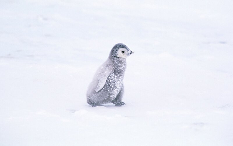 penguin chick in snow