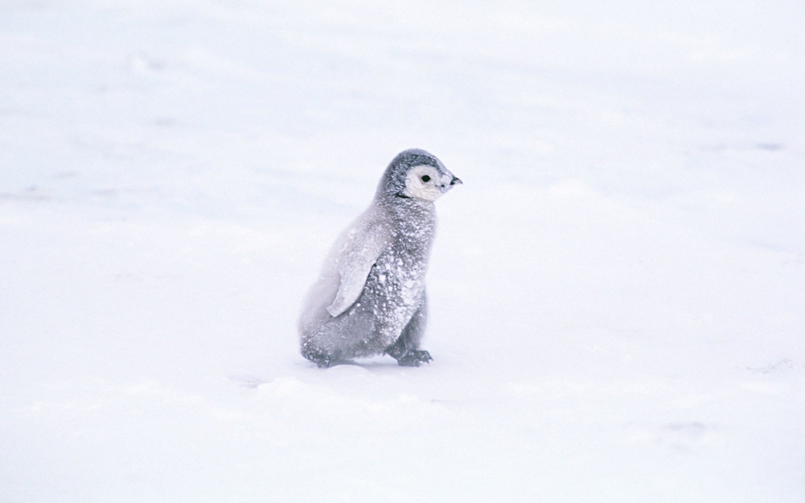 penguin chick in snow