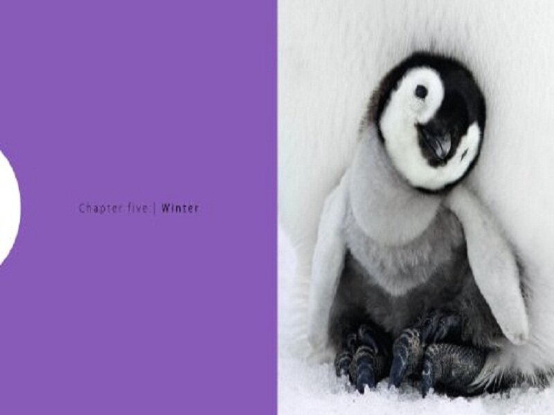 Penguin Chick in Snow — Purple