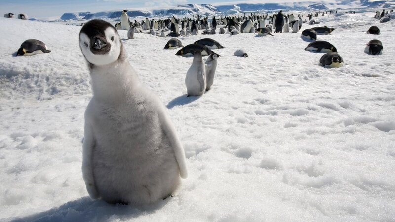 Penguin Chick in Snow — White, Serene, Winter