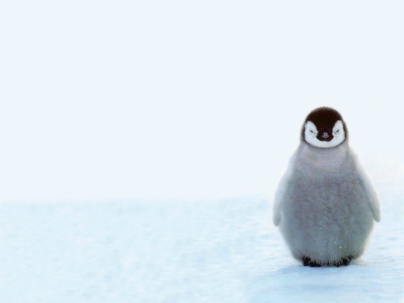 Penguin Chick in Snow — White