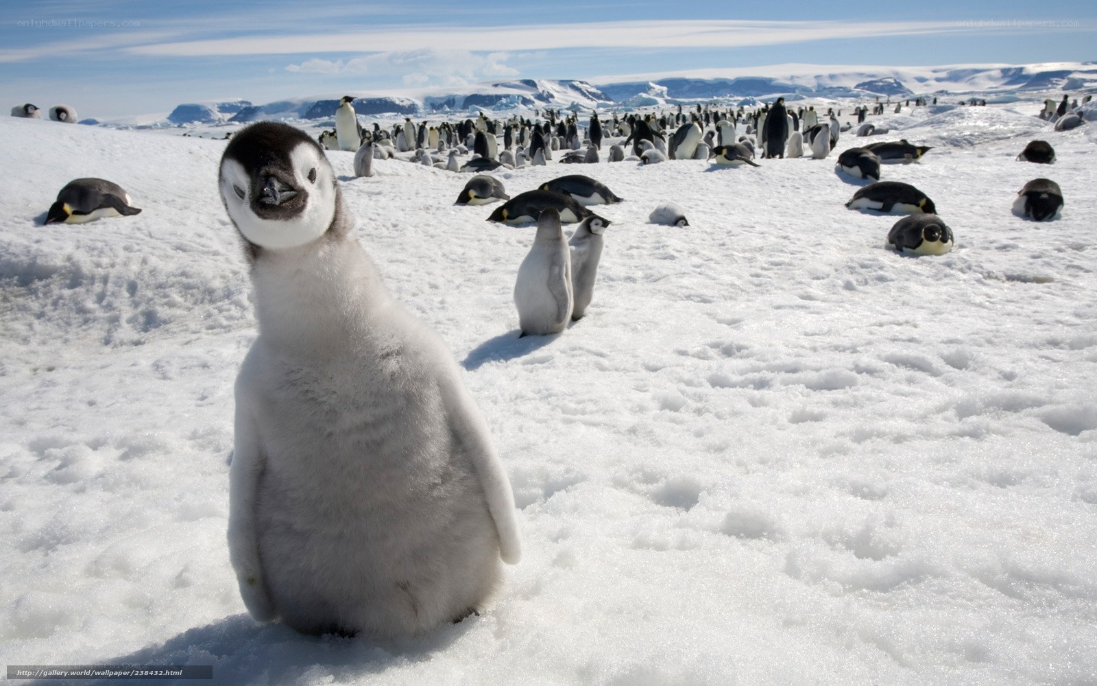 Penguin chick in snow
