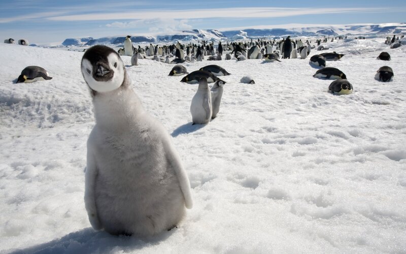 Penguin chick in snowy landscape
