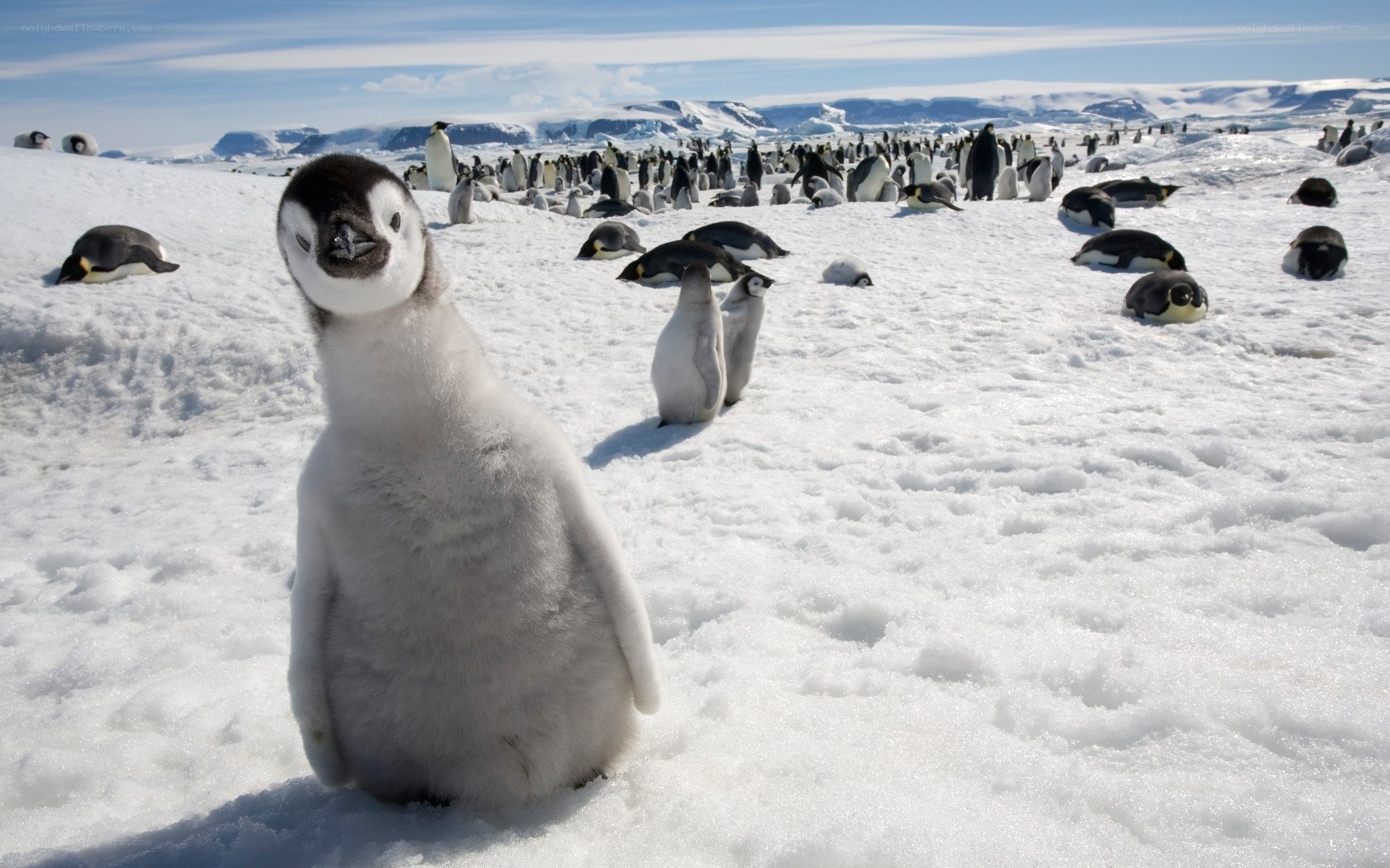 Penguin chick in snowy landscape