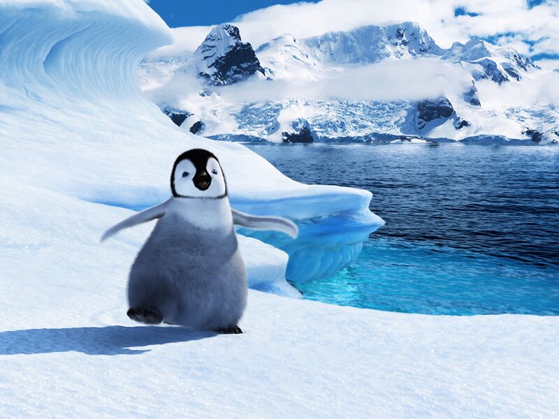 penguin chick on ice
