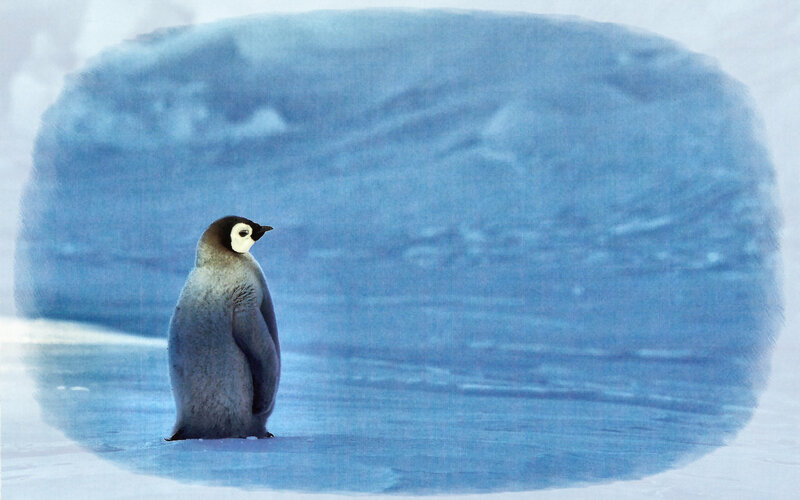 Penguin Chick on Ice — Blue