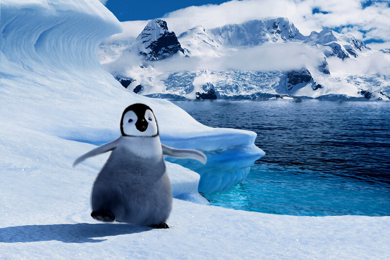 penguin chick on ice