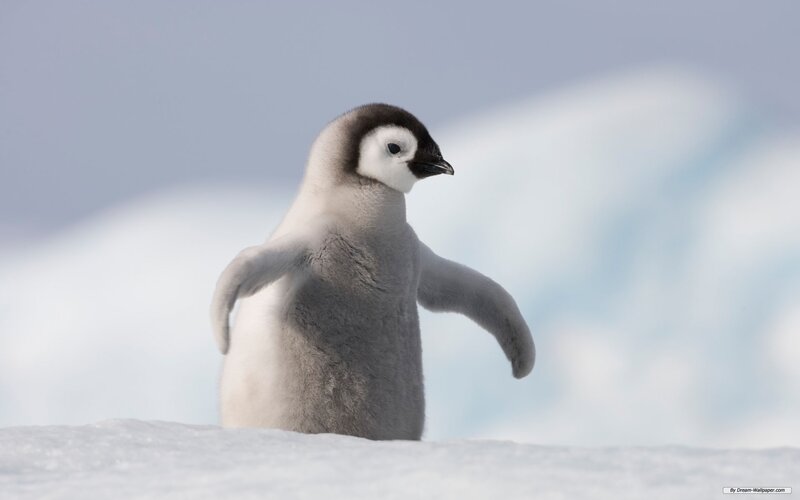 penguin chick on snow