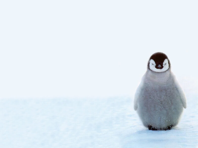 penguin chick on snow