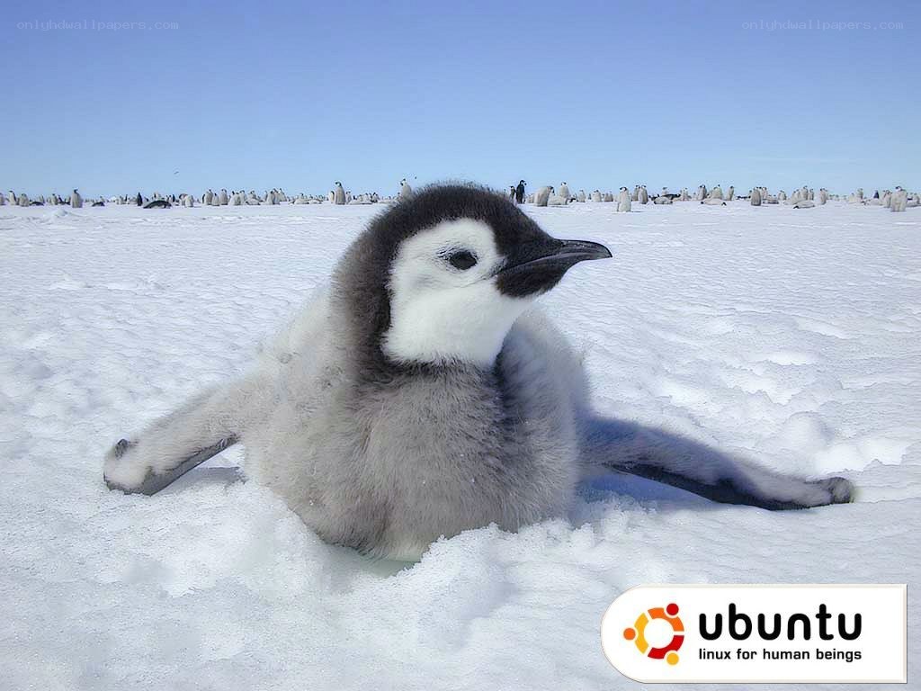 Penguin chick on snow