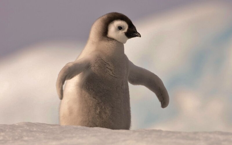 Penguin Chick on Snow — White, Calm, Winter, 3d Render