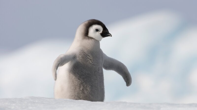 Penguin Chick on Snow — White, Calm, Winter, Photograph