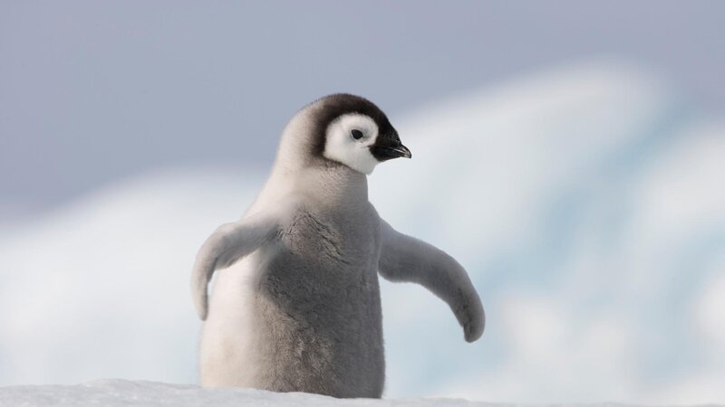 Penguin Chick on Snow — White, Calm, Winter
