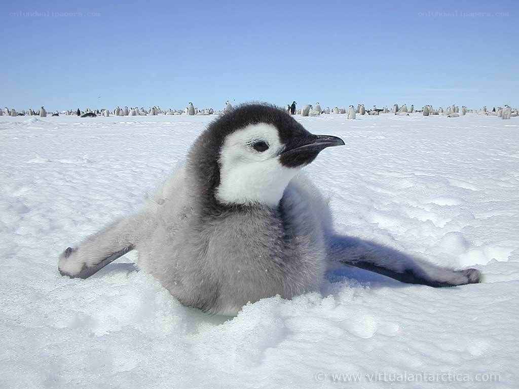 Penguin chick on snow