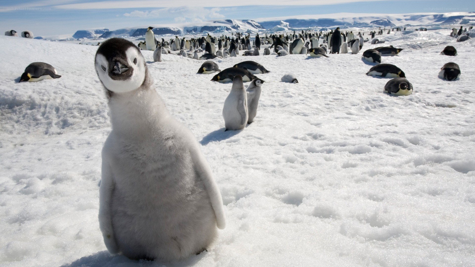 Penguin chick on snowy landscape