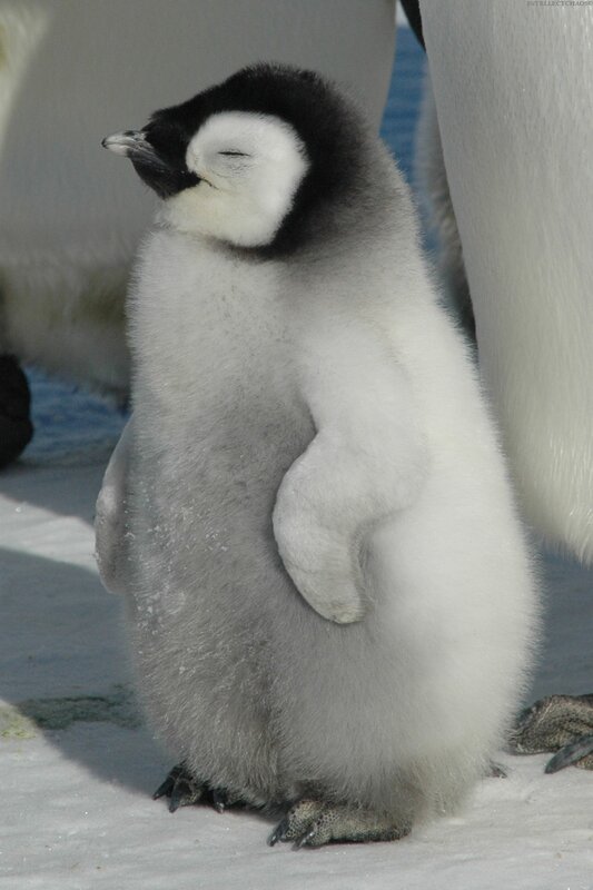 Penguin chick sleeping