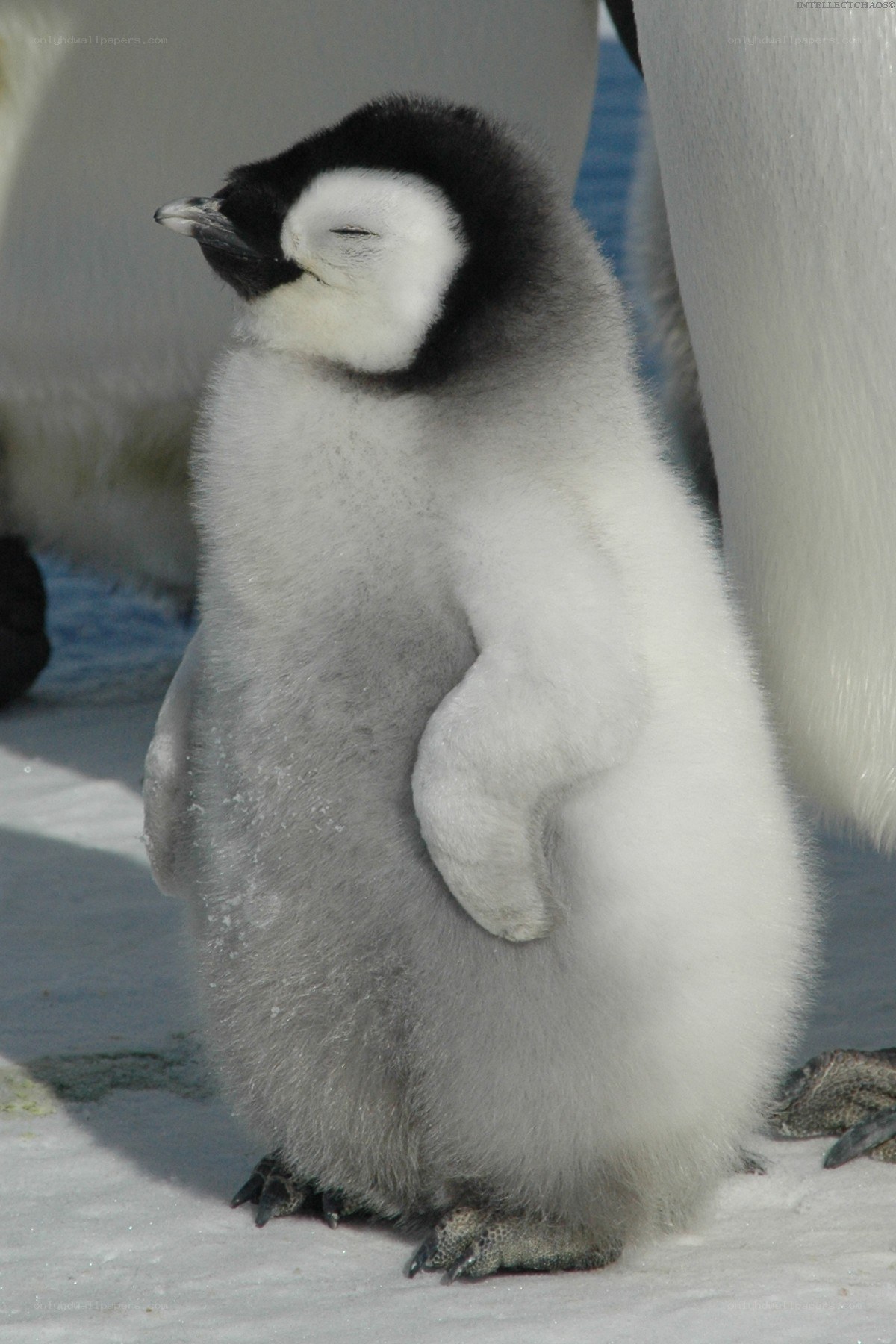 Penguin chick sleeping