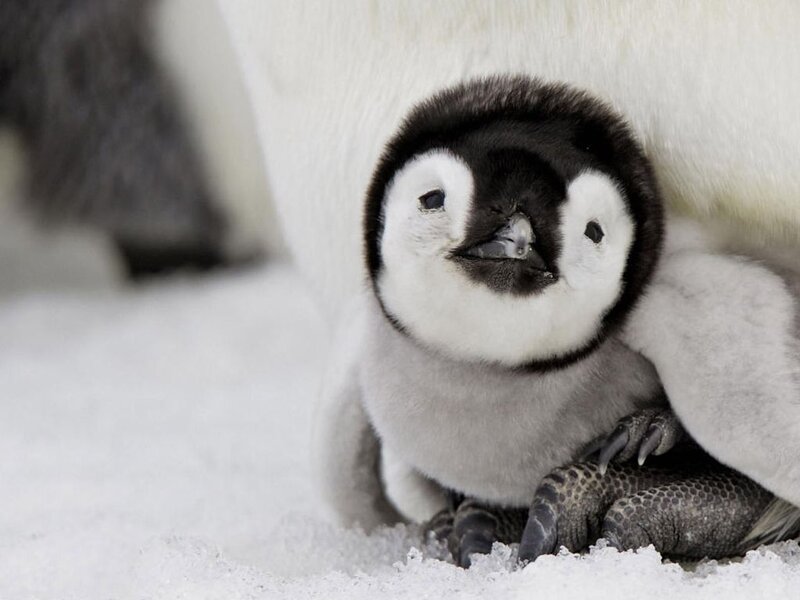 Penguin Chick under Adult — White, Calm