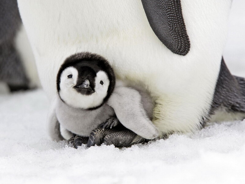 Penguin Chick under Adult — White, Calm, Winter, Photograph, Snow