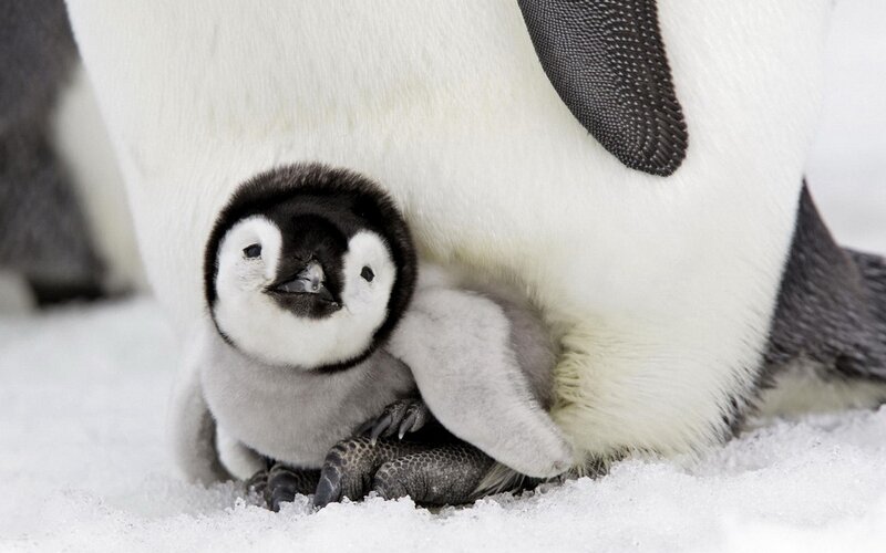 Penguin Chick under Adult — White, Calm, Winter, Photograph