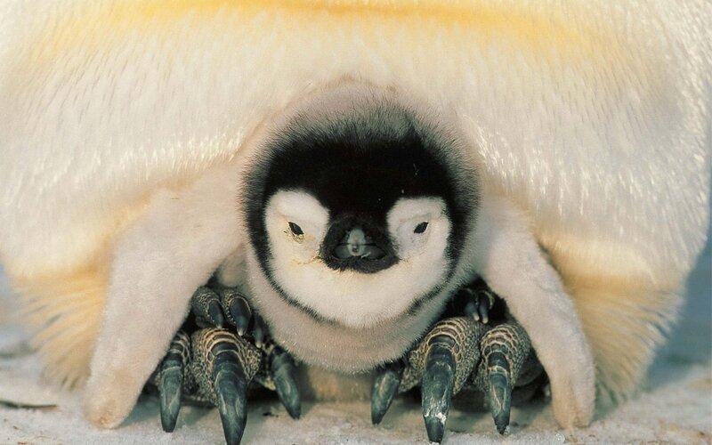 Penguin chick under parent