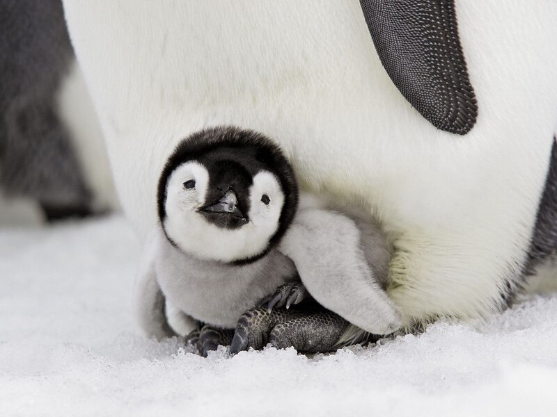 Penguin Chick under Parent — White, Calm, Winter, Photograph, Snow, Adult Penguin